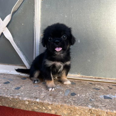 PEQUINÉS,macho,en 60 USD o equivalente,TENGO MENSAJERÍA,tiene 70 días y está desparacitado - Img 125860715