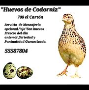 Huevos de Codorniz - Img 45403714