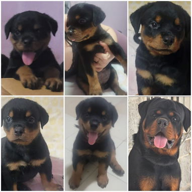 💜💜💜* 🐶¿BUSCAS UN CACHORRO?* TE AYUDAMOS A ENCONTRAR TÚ FIEL COMPAÑERO WHATSAPP 58746643 💜💜💜. - Img 125684562