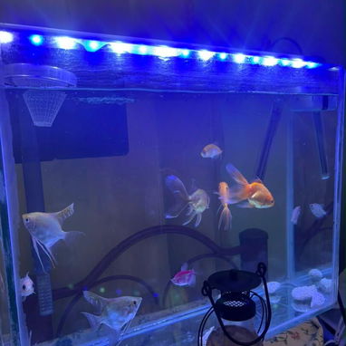 Vendo pecera de uso, bien cuidada con sus accesorios - 5/6