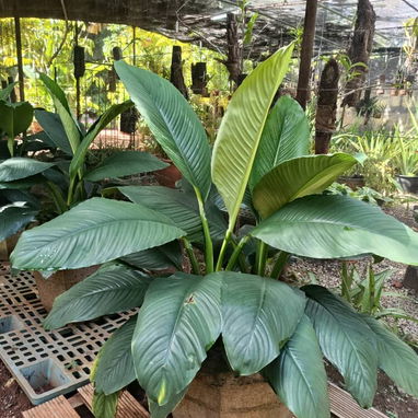Venta de plantas ornamentales y frutales - 4/10