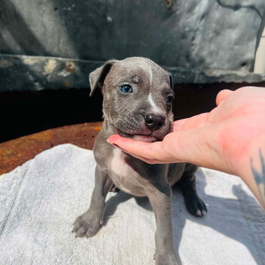 Cachorros pitbull - Img 126444934