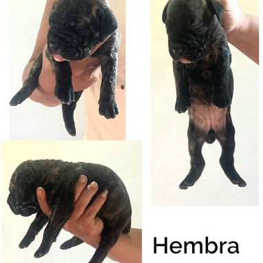 CACHORROS CANE CORSO CON PEDEGREE - 6/10