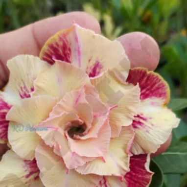 Adenium - 2/10