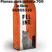 Pienso de gato 750 pesos la libra - Img 49826686