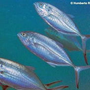 Cojinua entera Pescado fresco $800Lb Lea todo el anuncio antes de contactar 55665753 - Img 56086682