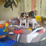 Si buscas una Exelente compañía pitbull, Chihuahua, shitzu, bulldog francés, Salchicha llame al 53818081 - Img 55798745
