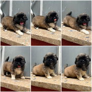 💜((( SPANIEL TIBETANOS HEMBRAS BETTY MASCOTAS WHATSAPP 52506841 )))💜 - Img 54821664