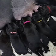 CANE CORSO CON PEDIGREE - Img 56228683