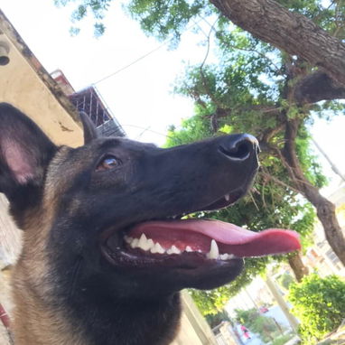 PASTOR MALINOIS,hembras en 300 USD o equivalente,TENGO MENSAJERÍA,45 dias,desparacitadas,con historia clínica y collar - Img 123047796