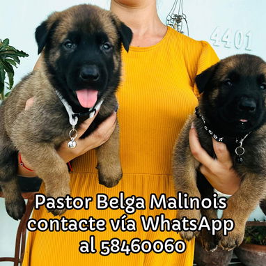 Tienda de Mascotas - Img 125529640