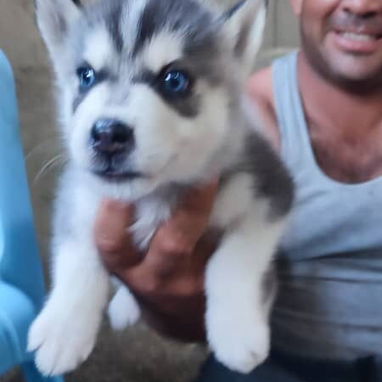 Vendo cachorros de Huski Siberiano - Img 124929380