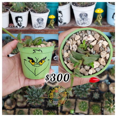 Cactus y suculentas en macetas decoradas a mano - 3/10