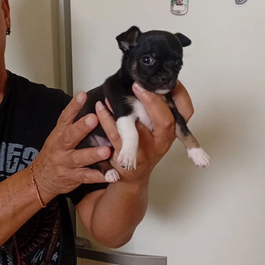 Vendemos cachorro de todo tipo de razas - Img 111500457