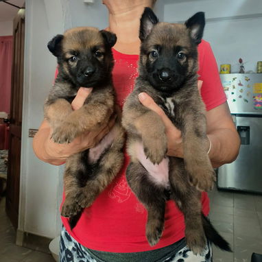Pastor belga malinois - Img 124894628