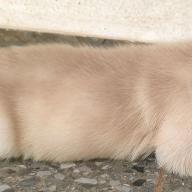 Labrador retriever - 4/4