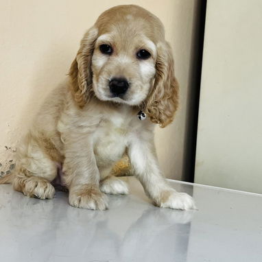 ❤️ HERMOSA CACHORRA COCKER SPANIEL ❤️ - Img 125952871