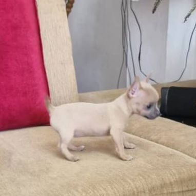 SHIHUAHUA hembra,en 250 USD o equivalente,TENGO MENSAJERÍA,tiene 90 días y está VACUNADA y desparacitada - Img 121640563