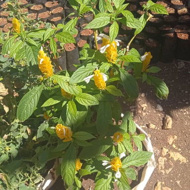 Servicio de jardinería 👩🏼‍🌾 - Img 125531580