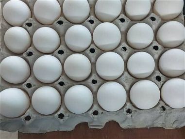 Venta de cartones de huevos - Img 67830724