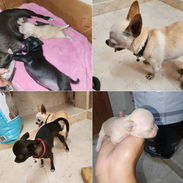 💜💜💜* 🐶 CHIHUAHUAS AMBOS SEXOS WHATSAPP 58746643 *💜💜💜. - Img 54509151