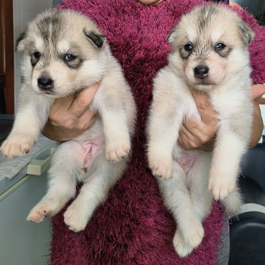 Husky siberiano del club - Img 124633095