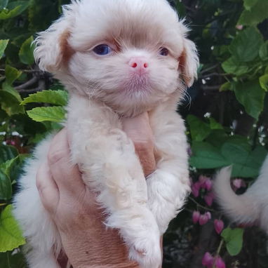 🐶✨ 🐾 SPANIEL TIBETANOS MACHITOS  🐾   BETTY MASCOTAS WHATSAPP 52506841 ✨🐶 - 4/10