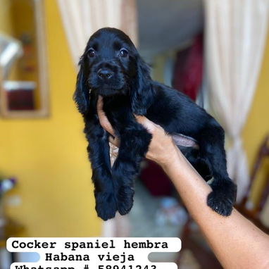 Bellezas de cockers spaniel - Img 122165858