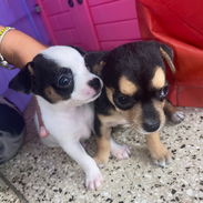 Vendo - Img 57282627