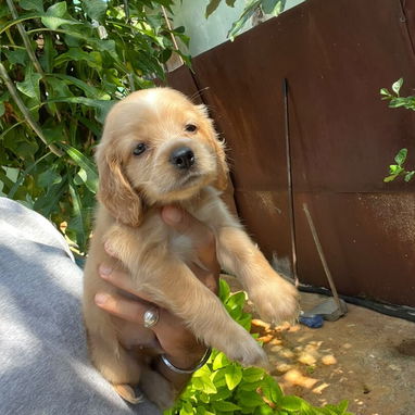 COKER SPANIEL,machos,en 150 USD o equivalente,TENGO MENSAJERÍA,tienen 53 días y están desparacitados - 2/10