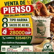 Pienso importado para Gallinas Ponedoras - Img 57474752