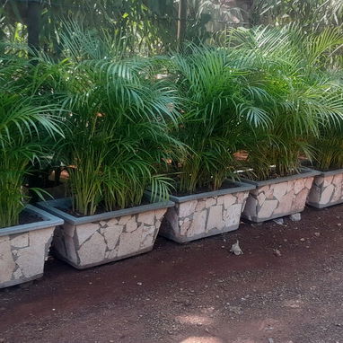 servicios de Jardinería y Limpieza de exteriores - Img 118921004