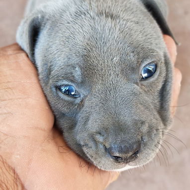 Perros Pitbull Qdan 3 Hembras y 1 Macho,1 Mes de Nacidos ya Están Vacunados Certificados...Centro Habana,Infanta y San J - 3/5