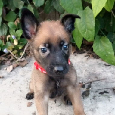 PASTOR MALINOIS,hembras en 300 USD o equivalente,TENGO MENSAJERÍA,45 dias,desparacitadas,con historia clínica y collar - Img 123047628