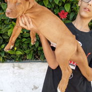 Hermoso cachorro pitbull - Img 57746536