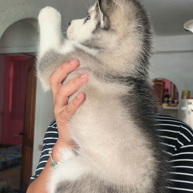 Husky siberiano - Img 123533918