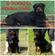 ((( ROTTWEILER HEMBRA ADULTA 3 AÑOS BETTY MASCOTAS WHATSAPP 52506841 )))) - Img 50175424