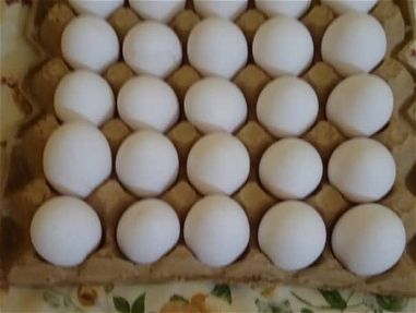 Huevos blancos recién importados 3000 CUP 30 unidade - Img main-image