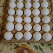 Huevos blancos recién  importados 3000 CUP los 30 - Img 45618801