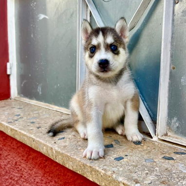 HUSKY SIBERIANOS,ambos sexos,en 150 USD o equivalente,TENGO MENSAJERÍA,tienen 48 días y están desparacitados. - 7/10
