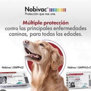 Vacunas caninas. Pentavalentes y Hexavalentes - Img 57492306