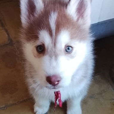 Cachorro de Husky Siberiano - 5/7