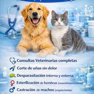 Veterinario a Domicilio - Img 54348147