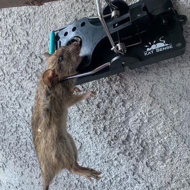 Ratoneras  para Ratas Grandes Calidad Premiun - 7/10