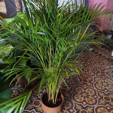 Plantas grandes y espectaculares para decorar los espacios de tu casa o terrazas - Img 126058718