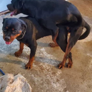 ROTTWEILER,machos,en 350 USD o equivalente,TENGO MENSAJERÍA,tienen 40 días y están desparacitados - 10/10