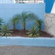 Servicio de jardinería 👩🏼🌾 - Img 56103765