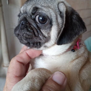 PUG CARLINO,hembra,en 450 USD o equivalente,TENGO MENSAJERÍA,tienen 5 meses,2 VACUNAS PUESTAS y con historia clínica - Img 124411323