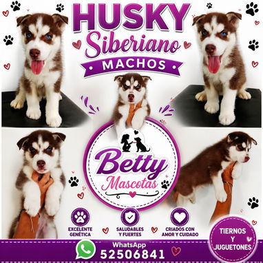 🐾 CACHORRITOS DISPONIBLES BETTY MASCOTAS WHATSAPP 52506841 🐾 - 7/9