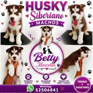 (((( RAZAS CANINAS PARA ELEGIR BETTY MASCOTAS WHATSAPP 52506841 )))) - Img 49373122